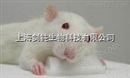 小鼠子宫内膜异位动物模型实验技术服务