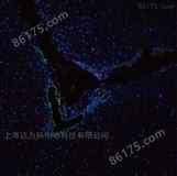 上海免疫荧光染色实验外包